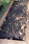 Couple weeks later, the garlic has sprouted!